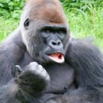 英語ボイスがゴツ過ぎる問題ｗｗｗ 女もゴリラみたいな声出すぞ