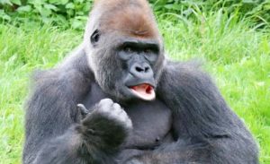 英語ボイスがゴツ過ぎる問題www 女もゴリラみたいな声出すぞ